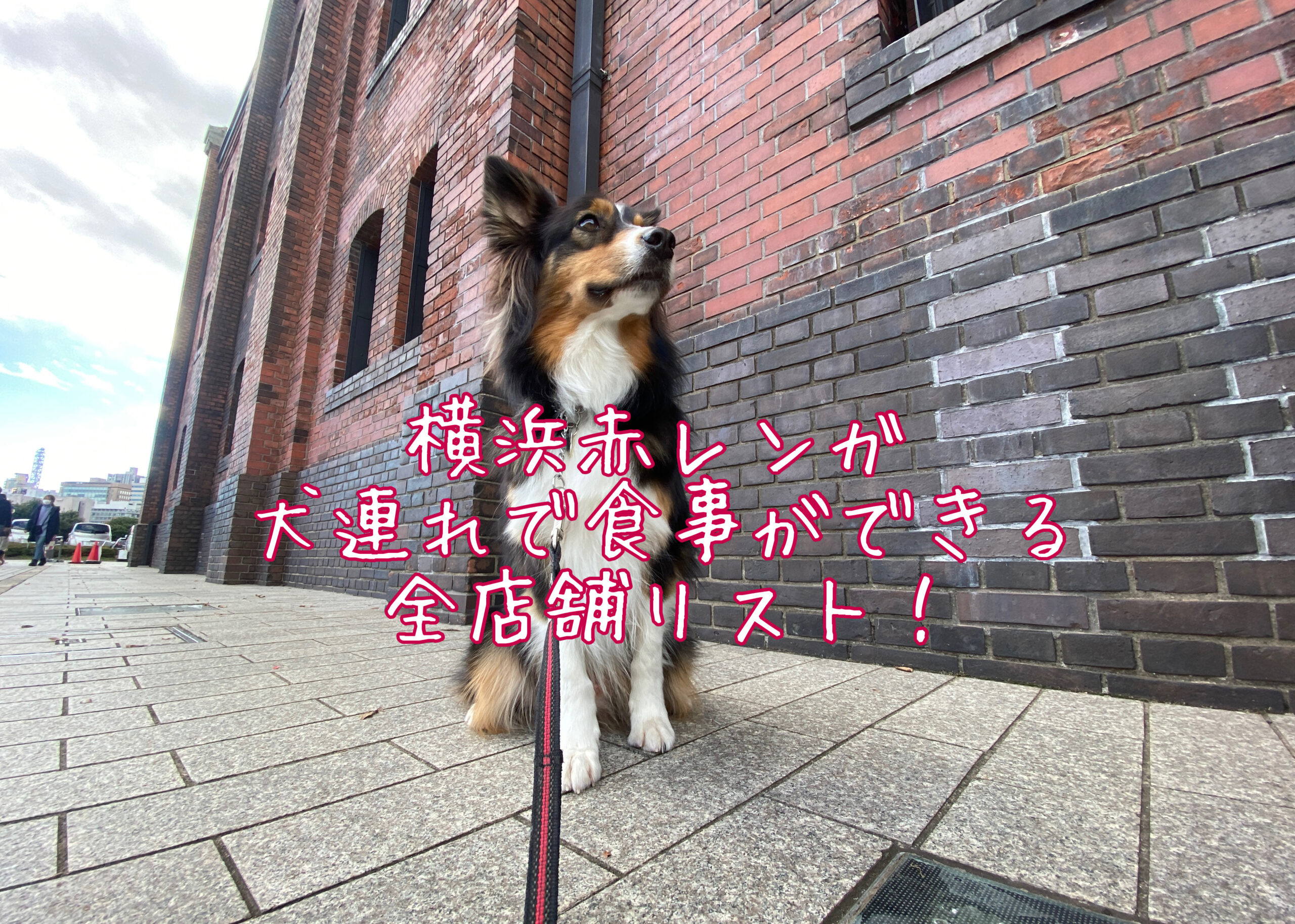 犬と横浜赤レンガ倉庫